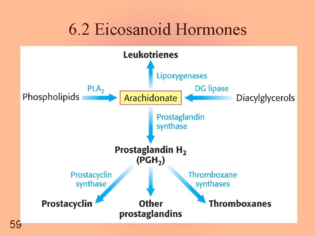 6. 2 Eicosanoid Hormones 59 