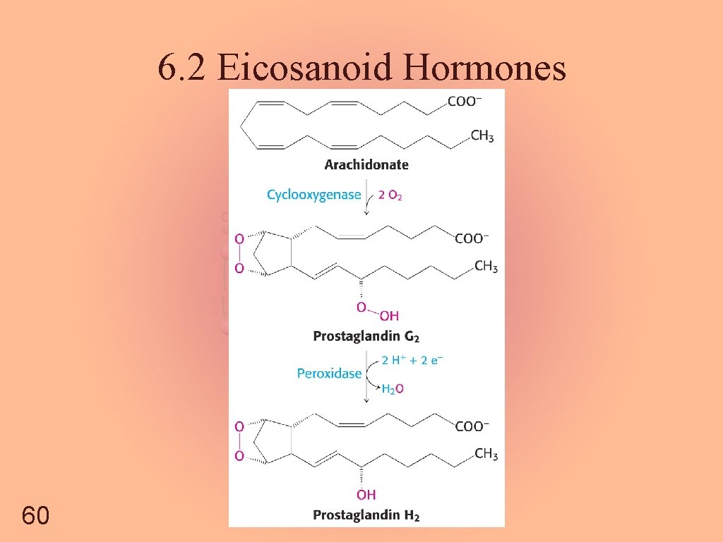 6. 2 Eicosanoid Hormones 60 
