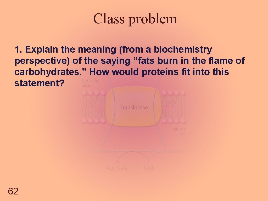Class problem 1. Explain the meaning (from a biochemistry perspective) of the saying “fats