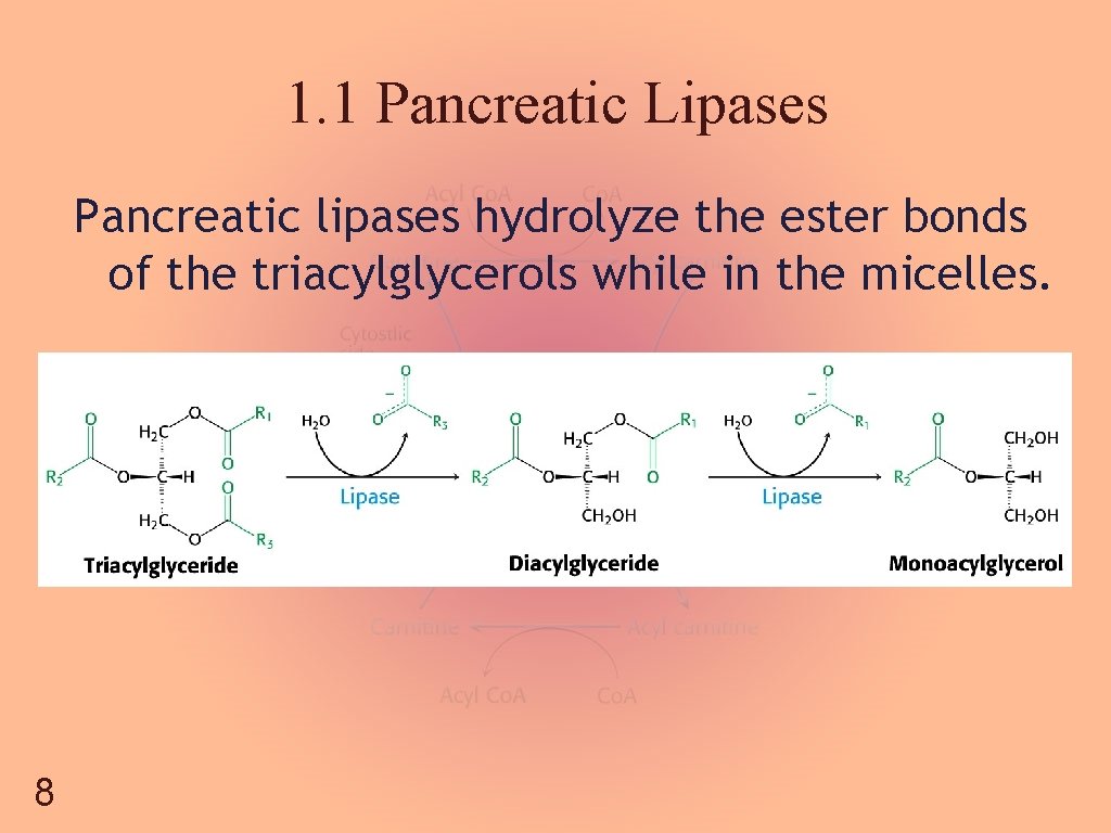 1. 1 Pancreatic Lipases Pancreatic lipases hydrolyze the ester bonds of the triacylglycerols while