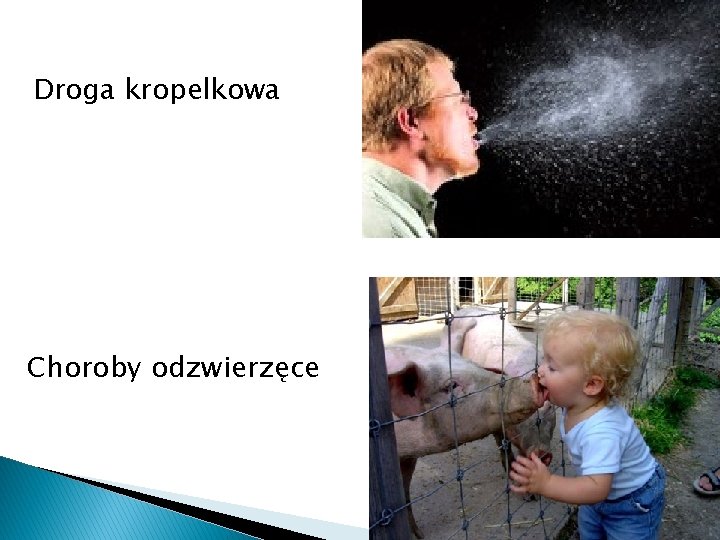 Droga kropelkowa Choroby odzwierzęce 