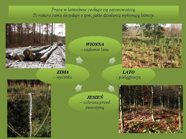 Praca w leśnictwie cechuje się sezonowością. To natura sama decyduje o tym, jakie działania