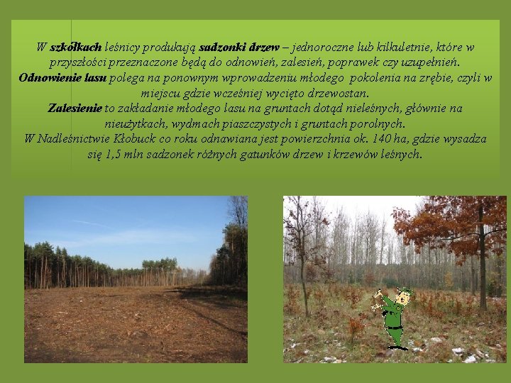 W szkółkach leśnicy produkują sadzonki drzew – jednoroczne lub kilkuletnie, które w przyszłości przeznaczone