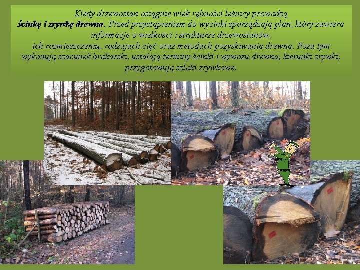 Kiedy drzewostan osiągnie wiek rębności leśnicy prowadzą ścinkę i zrywkę drewna. Przed przystąpieniem do