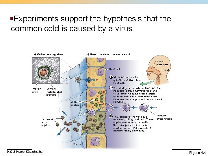 §Experiments support the hypothesis that the common cold is caused by a virus. (a)