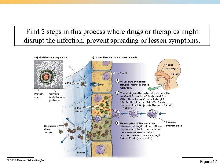 Find 2 steps in this process where drugs or therapies might disrupt the infection,