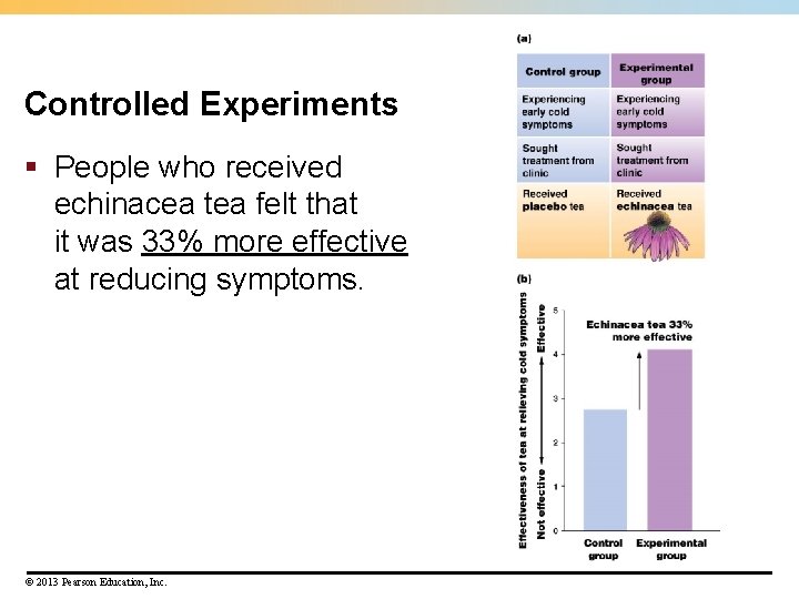 Controlled Experiments § People who received echinacea tea felt that it was 33% more