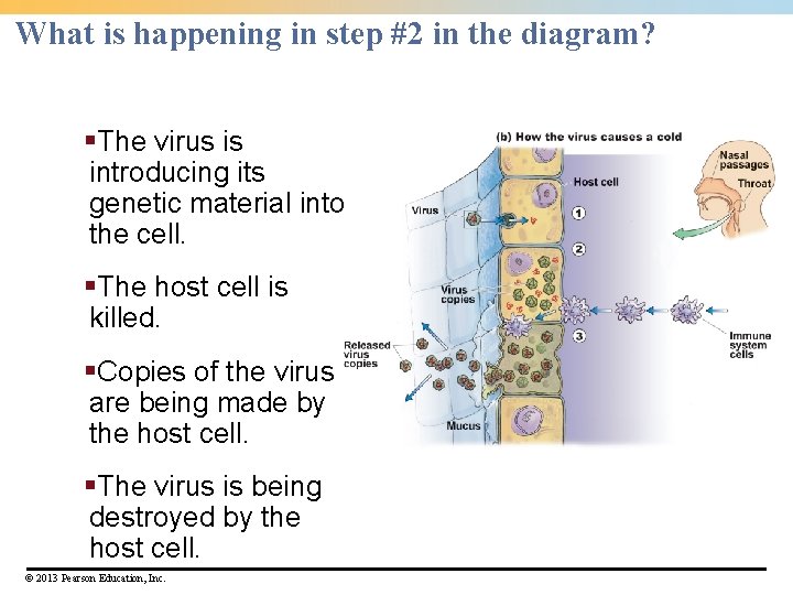 What is happening in step #2 in the diagram? §The virus is introducing its