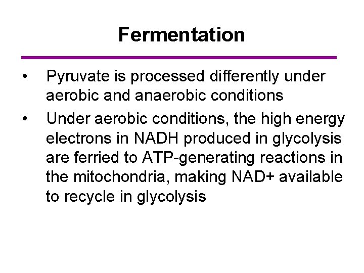 Fermentation • • Pyruvate is processed differently under aerobic and anaerobic conditions Under aerobic