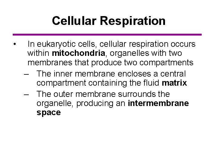 Cellular Respiration • In eukaryotic cells, cellular respiration occurs within mitochondria, organelles with two