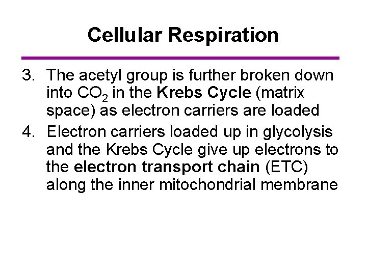 Cellular Respiration 3. The acetyl group is further broken down into CO 2 in