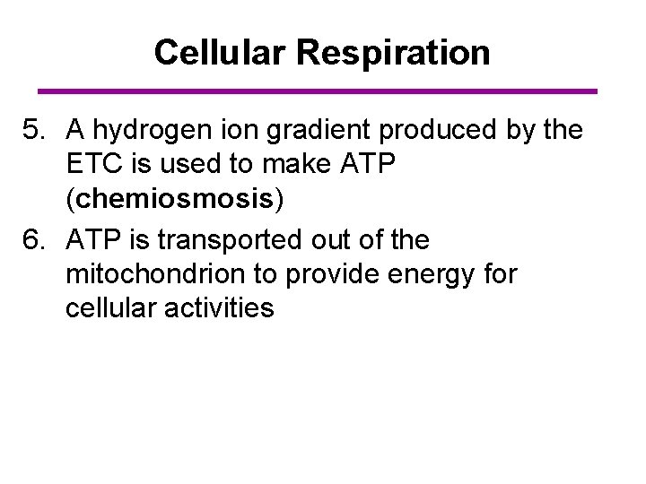 Cellular Respiration 5. A hydrogen ion gradient produced by the ETC is used to