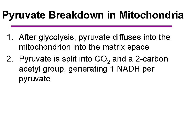 Pyruvate Breakdown in Mitochondria 1. After glycolysis, pyruvate diffuses into the mitochondrion into the