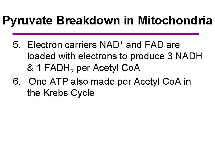 Pyruvate Breakdown in Mitochondria 5. Electron carriers NAD+ and FAD are loaded with electrons