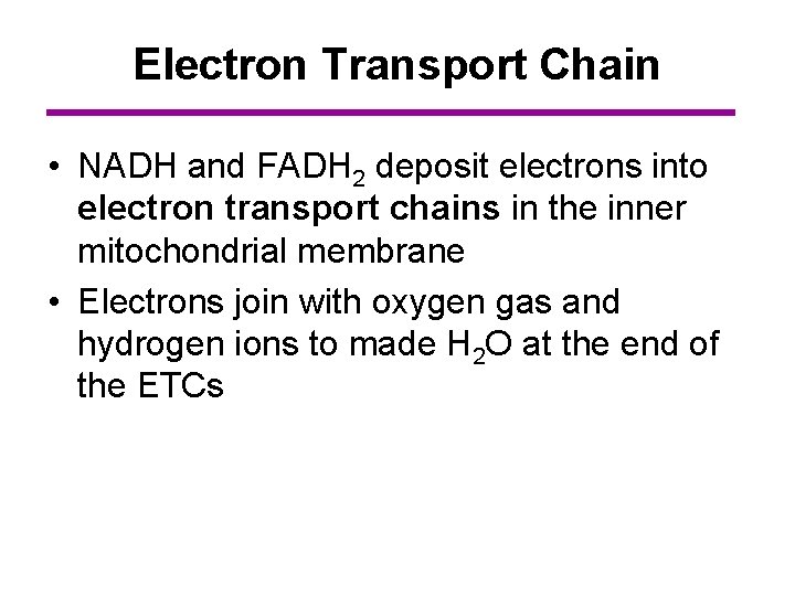 Electron Transport Chain • NADH and FADH 2 deposit electrons into electron transport chains
