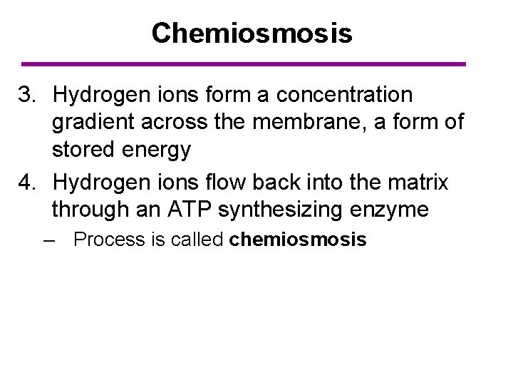 Chemiosmosis 3. Hydrogen ions form a concentration gradient across the membrane, a form of