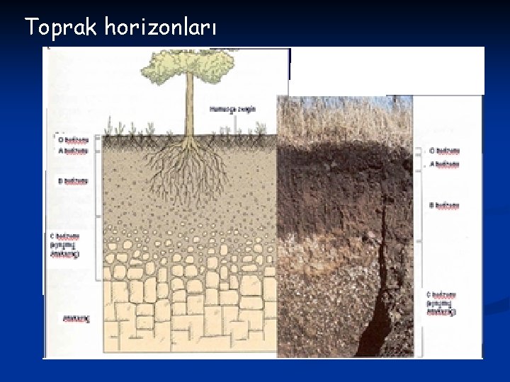 Toprak horizonları 