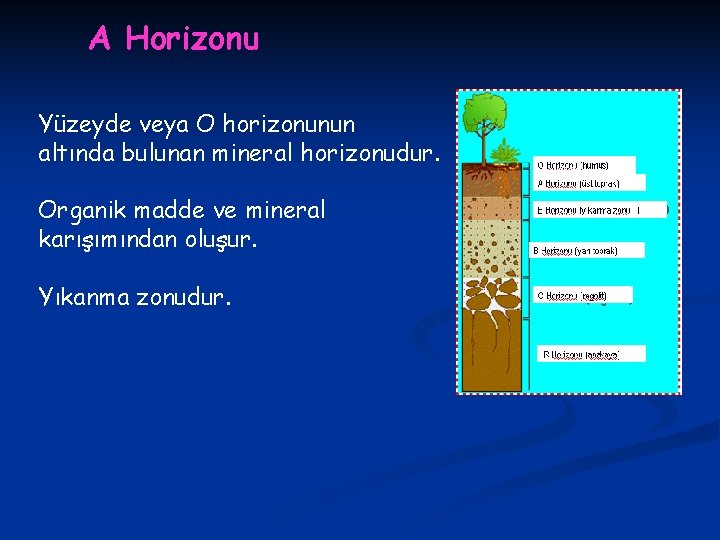 A Horizonu Yüzeyde veya O horizonunun altında bulunan mineral horizonudur. Organik madde ve mineral