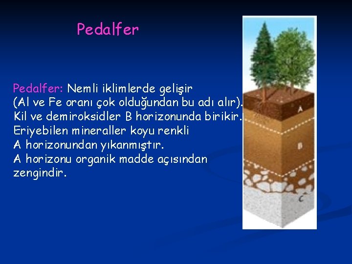 Pedalfer: Nemli iklimlerde gelişir (Al ve Fe oranı çok olduğundan bu adı alır). Kil