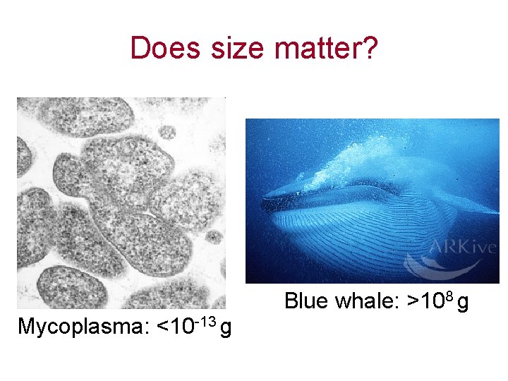 Does size matter? Blue whale: >108 g Mycoplasma: <10 -13 g 