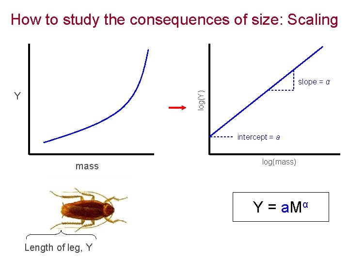 How to study the consequences of size: Scaling log(Y) slope = α Y intercept