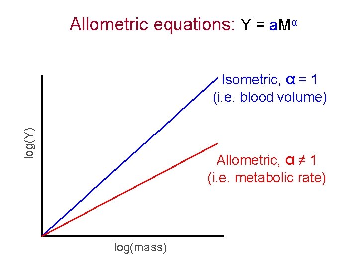 Allometric equations: Y = a. Mα log(Y) Isometric, α = 1 (i. e. blood