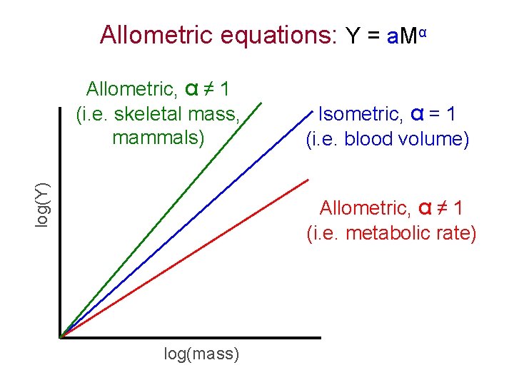 Allometric equations: Y = a. Mα log(Y) Allometric, α ≠ 1 (i. e. skeletal