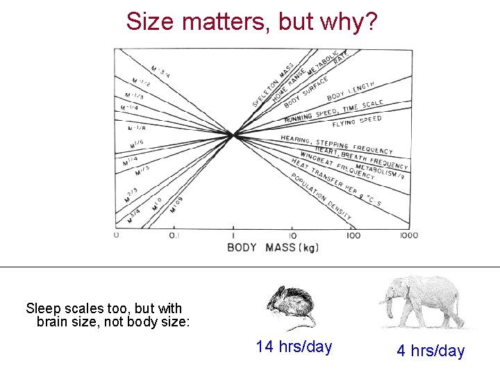 Size matters, but why? Sleep scales too, but with brain size, not body size: