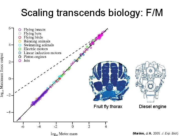 Scaling transcends biology: F/M Fruit fly thorax Diesel engine (Marden, J. H. 2005. J.