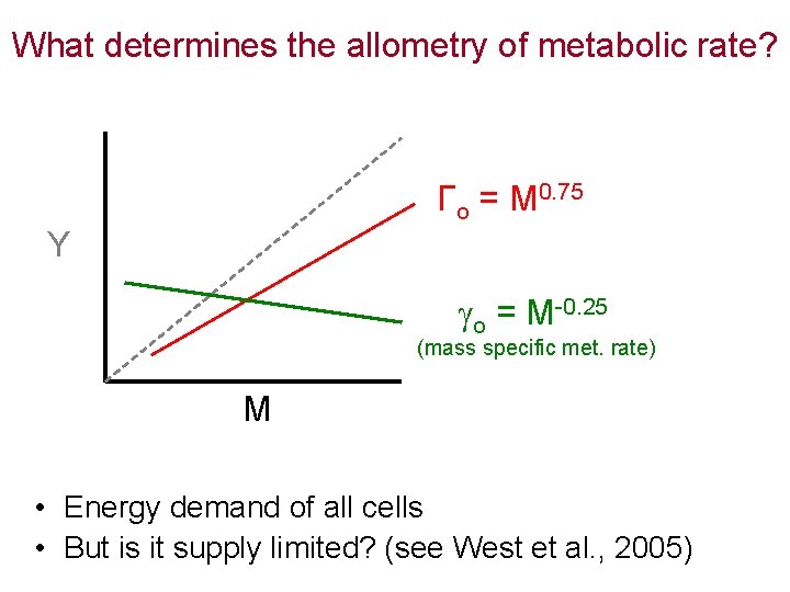 What determines the allometry of metabolic rate? Гo = M 0. 75 Y o