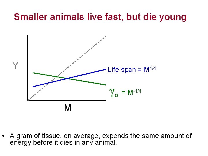 Smaller animals live fast, but die young Y Life span = M 1/4 o