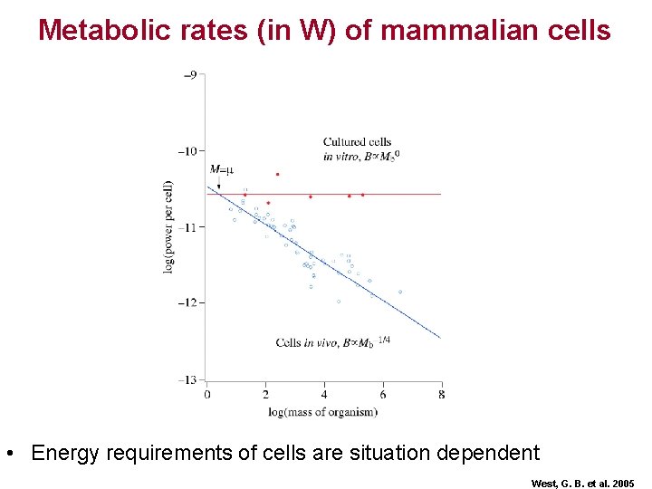 Metabolic rates (in W) of mammalian cells • Energy requirements of cells are situation