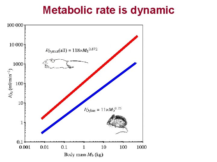 Metabolic rate is dynamic 