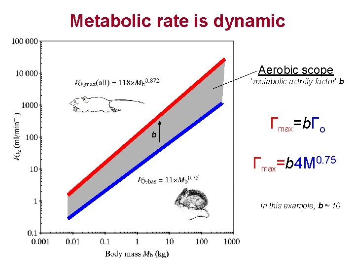 Metabolic rate is dynamic Aerobic scope ‘metabolic activity factor’ b bb Гmax=b. Гo Гmax=b