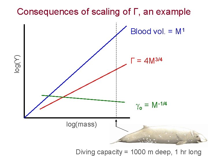 Consequences of scaling of Г, an example log(Y) Blood vol. = M 1 Г