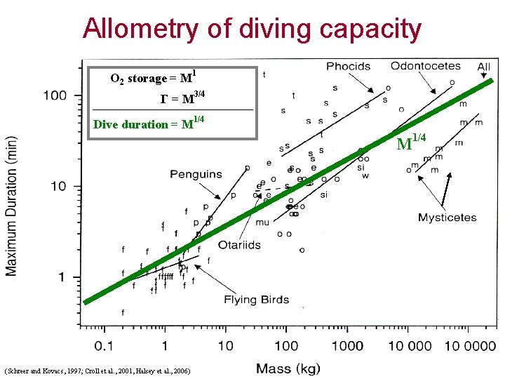 Allometry of diving capacity O 2 storage = M 1 Γ = M 3/4