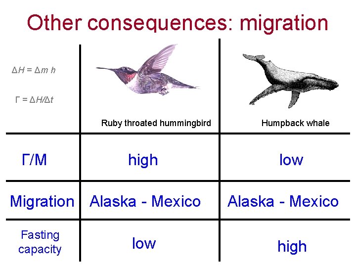 Other consequences: migration ΔH = Δm h Г = ΔH/Δt Ruby throated hummingbird Г/M