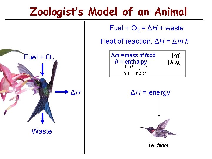 Zoologist’s Model of an Animal Fuel + O 2 = ΔH + waste Heat