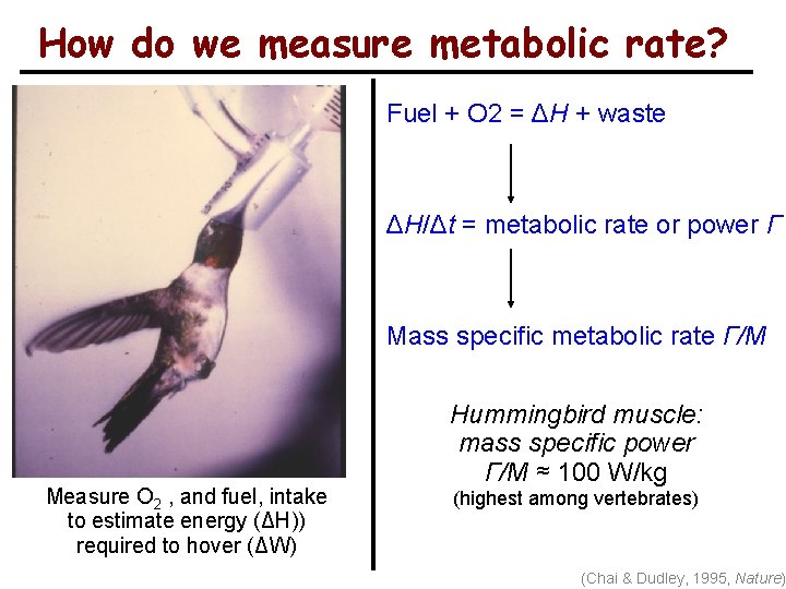 How do we measure metabolic rate? Fuel + O 2 = ΔH + waste