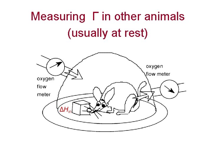 Measuring Г in other animals (usually at rest) ΔHin 