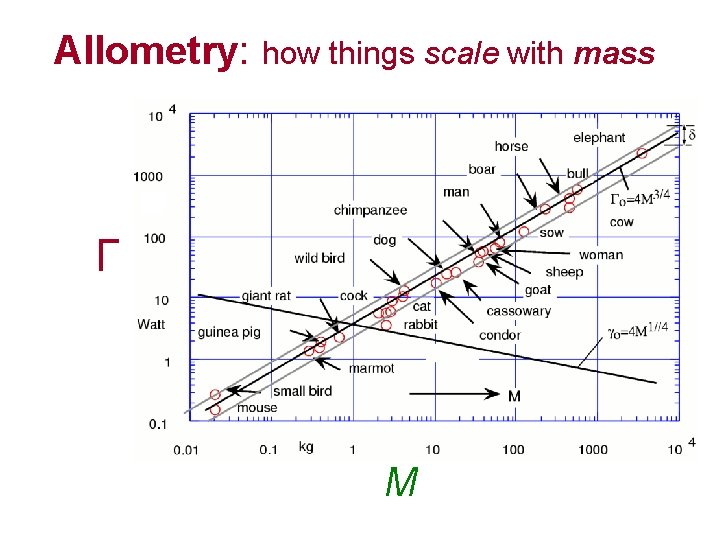 Allometry: how things scale with mass Г M 