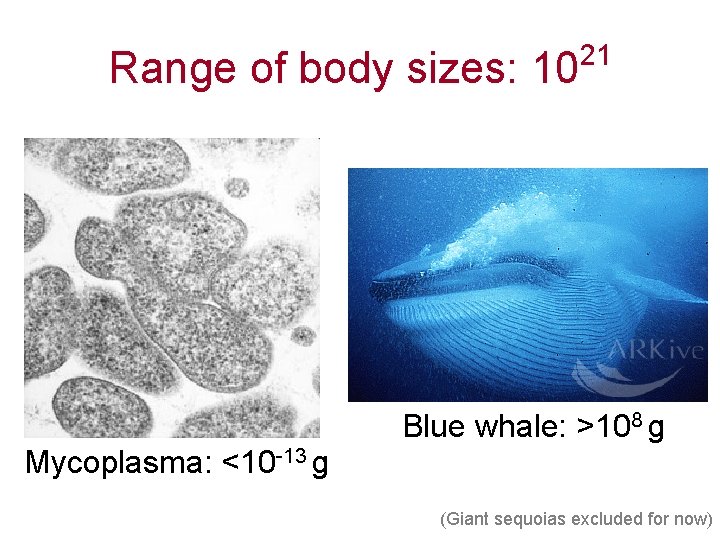 Range of body sizes: 10 21 Blue whale: >108 g Mycoplasma: <10 -13 g