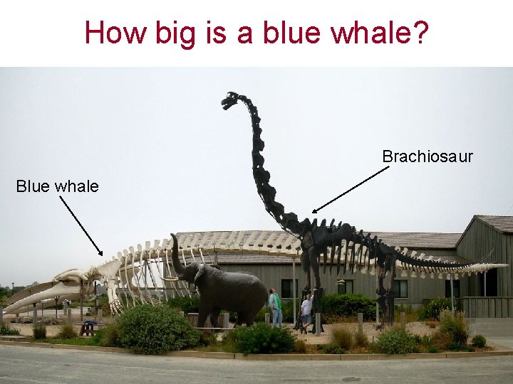 How big is a blue whale? Brachiosaur Blue whale 