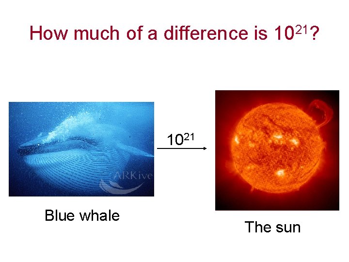 How much of a difference is 1021? 1021 Blue whale The sun 