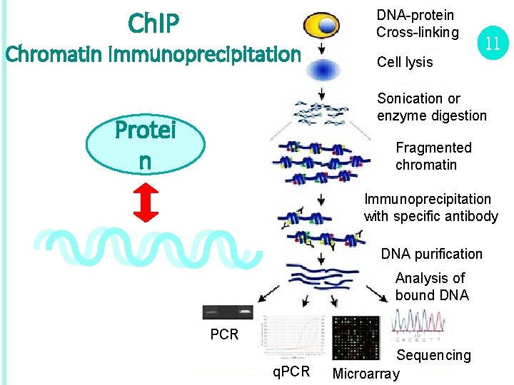 Ch. IP Chromatin Immunoprecipitation DNA-protein Cross-linking 11 Cell lysis Sonication or enzyme digestion Protei
