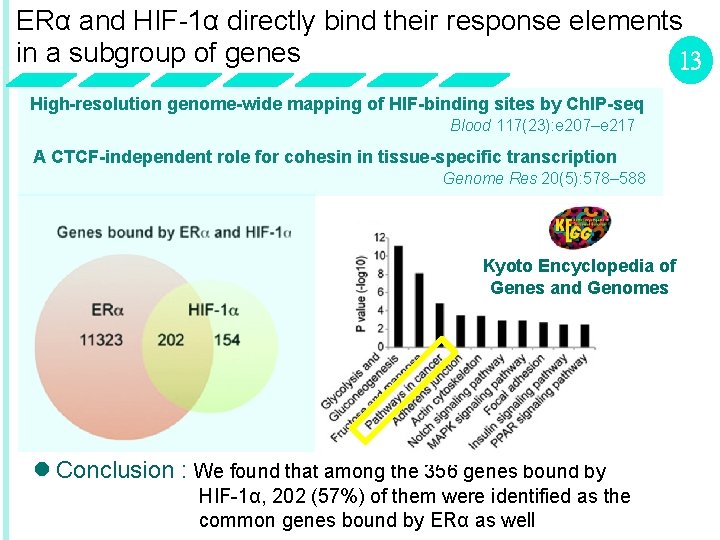 ERα and HIF-1α directly bind their response elements in a subgroup of genes 13