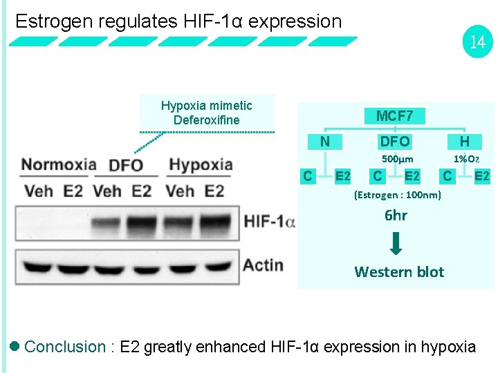 Estrogen regulates HIF-1α expression 14 Hypoxia mimetic Deferoxifine MCF 7 N C E 2