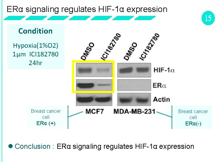 ERα signaling regulates HIF-1α expression 15 Condition Hypoxia(1%O 2) 1μm ICI 182780 24 hr