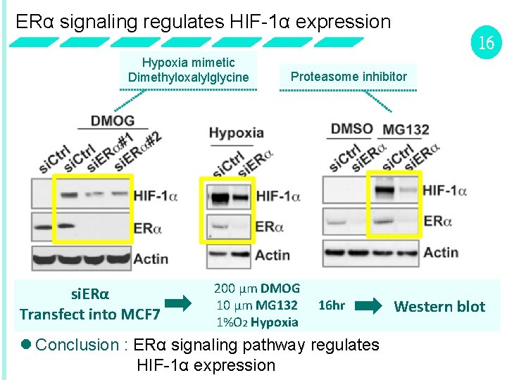 ERα signaling regulates HIF-1α expression 16 Hypoxia mimetic Dimethyloxalylglycine si. ERα Transfect into MCF