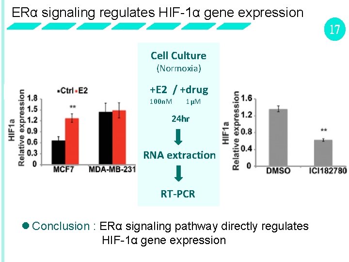 ERα signaling regulates HIF-1α gene expression 17 Cell Culture (Normoxia) +E 2 / +drug